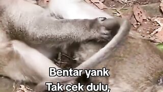 monyet