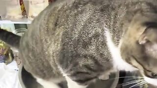 funny cat sitting on scale