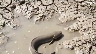 lungfish survival