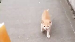 stray cat rescue