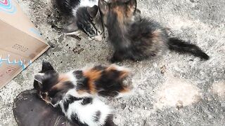 Cats variant