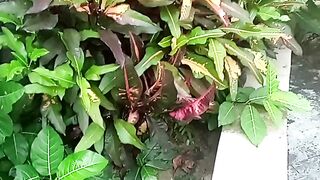 Beautiful from Bali 28