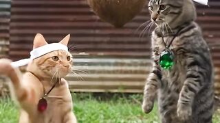 A cat is practicing boxing.