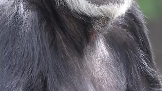 Chimp Haven