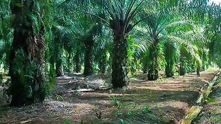 Pemanen sawit pemula