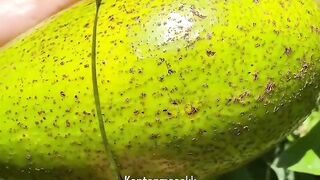 Avocado 🥑🥑🥑