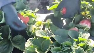 Strawberry 🍓🍓🍓