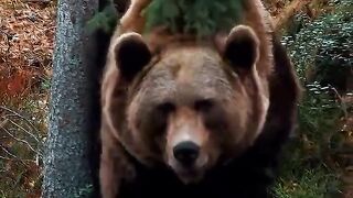 🐻 A Wild Bear’s Winter Journey ❄️
