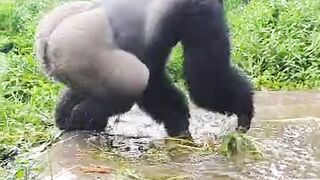 Alvin in Cameroon