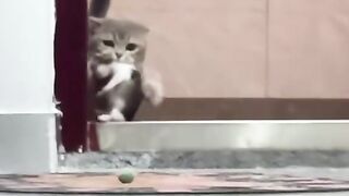 Cats Being Cats 3