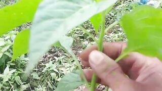 22 Days Old Chili Plant - No Chemicals, Just Clean Soil - Amazingly Lush!