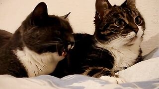 The two taking cats