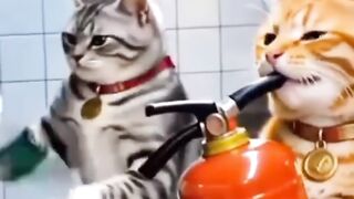 Funny Cats in the Kitchen 😂 | The Orange Cat Has a Fire Extinguisher!
