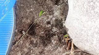 Vidio buah pisang