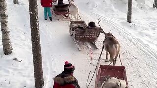 A Magical Reindeer Herd in a Winter Wonderland ❄️🦌