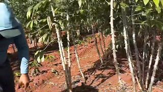 Berkebun ketela pohong