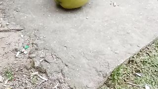 Minum air kelapa 2