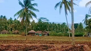 Rural Harmony Amidst Sugarcane Fields and Coconut Groves