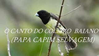 Coleirinha Baiano