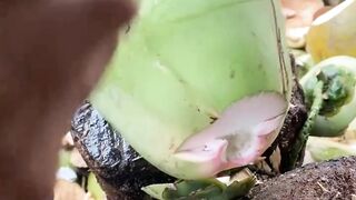 Long coconut cutting skills ASMR