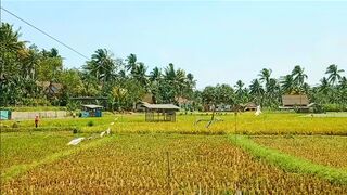 Symphony of the Countryside: Wind and Chirping Birds Harmony