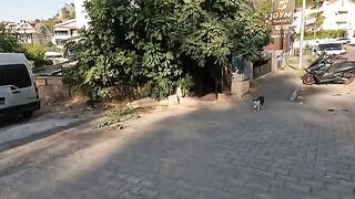 The moment the stray cat saw me, she came running and began meowing loudly