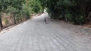 Pom Pom the stray cat was waiting for us to arrive