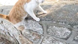 A stray cat, meowing very loudly for me to feed her, suddenly attacked me