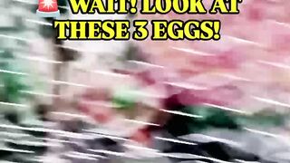 “3 Eggs Look Completely Different… Can You Match Them to the Chickens? 🥚🐔”