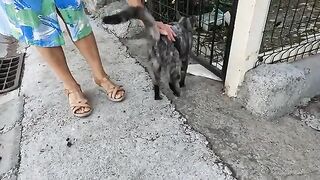 She is a stray cat with one of the sweetest meows I've ever heard!