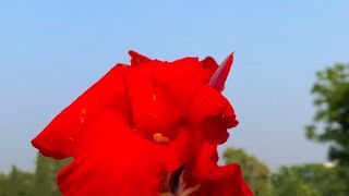 Flower 🌺 vedio