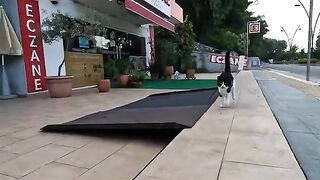 She is the most hyperactive, fidgetiest stray cat I've ever met