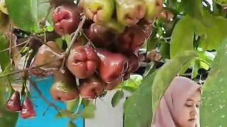 Metisbuah