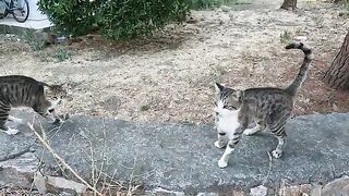Male cat was meowing loudly for food and acting a little aggressive