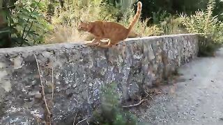 Orange stray cat is asking us for food with his sweetest meow