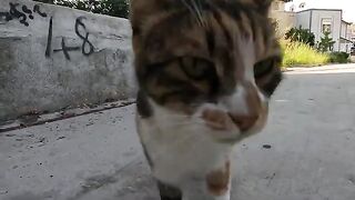 Stray cat that ran to us with her melodic meow is very friendly