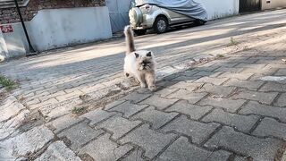 Fluffy Persian cat walked up to us, meowing and purring softly