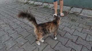 Mimi the stray cat and her friend are very friendly and cute