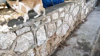 Stray cat I feed daily started meowing very loudly as soon as she saw me