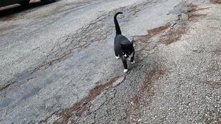 Dali the stray cat was very eager to eat today