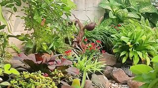 Suasana saat burung pada makan bersama