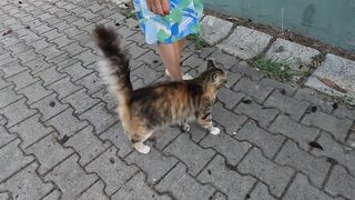 This Stray Cat Has the Cutest Way of Asking for Affection