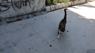 This Stray Cat Knows How to Get What It Wants!