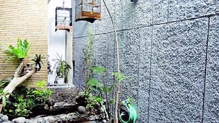 Suasana belakang rumah di temani suara burung kesayangan