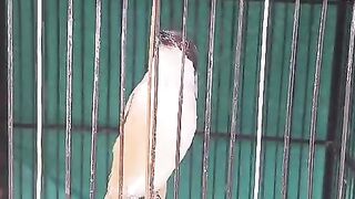 Burung cendet memiliki suara yang merdu dan bisa menirukan suara burung lain