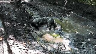 Depois de ter tomado banho esse cachorro mergulhou na lama