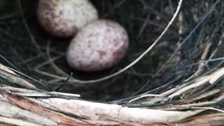 Two Perfect Eggs Hidden in a Beautiful Bird’s Nest 🥚🐦