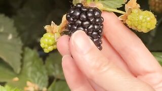 BlackBerry