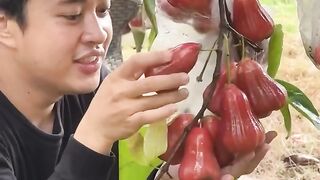 Kebun buah