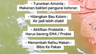 Benefits of Molasses for Catfish